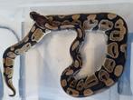 Koningspython 0.1 (2023) Python Regius, Dieren en Toebehoren, Reptielen en Amfibieën, Slang, Tam, 0 tot 2 jaar
