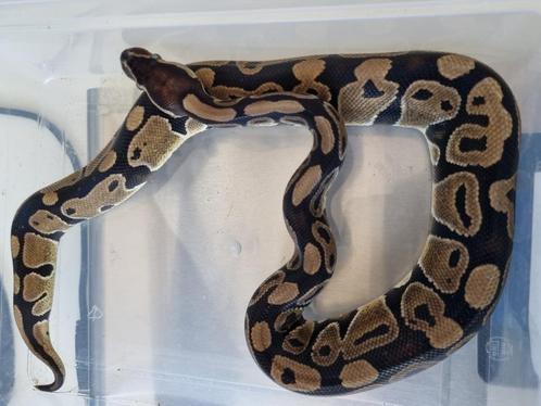 Koningspython 0.1 (2023) Python Regius, Dieren en Toebehoren, Reptielen en Amfibieën, Slang, 0 tot 2 jaar, Tam