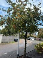 Wilde appelboom malus sylvestris, Tuin en Terras, Planten | Bomen, Ophalen, Halfschaduw, Overige soorten, Lente
