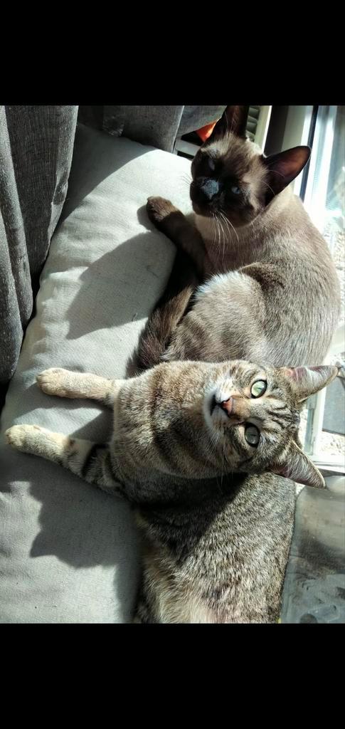 Heel schattige en tamme kittens., Dieren en Toebehoren, Katten en Kittens | Raskatten | Korthaar, Meerdere dieren