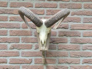 Mooie Moeflon Schedel van NP de Hoge Veluwe Jacht d16  beschikbaar voor biedingen