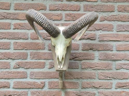 Mooie Moeflon Schedel van NP de Hoge Veluwe Jacht d16, Verzamelen, Dierenverzamelingen, Zo goed als nieuw, Schedel, Wild dier