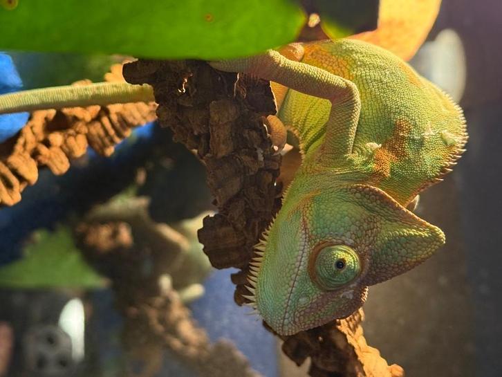 Twee Yemen Kameleon dames te koop, Dieren en Toebehoren, Reptielen en Amfibieën, Hagedis, 0 tot 2 jaar
