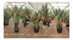 Strelitzia Reginae Grote Kamerplant  NU met 20% korting, Huis en Inrichting, Ophalen, Overige soorten, Minder dan 100 cm