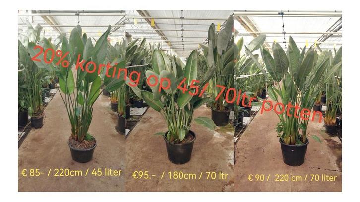 Strelitzia Reginae Grote Kamerplant  NU met 20% korting, Huis en Inrichting, Kamerplanten, Overige soorten, Minder dan 100 cm