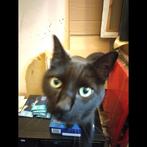 felix kattenvoer Gratis, Dieren en Toebehoren, Dierenvoeding, Ophalen, Kat