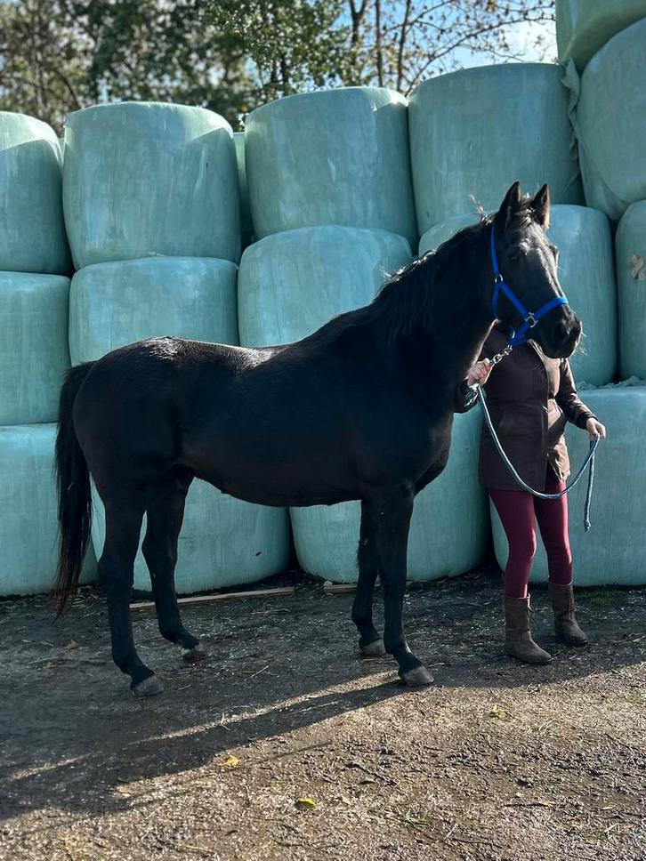 2 lieve KWPN merries, Dieren en Toebehoren, Paarden, Merrie, Zadelmak, 160 tot 165 cm, 11 jaar of ouder, Recreatiepaard, Met stamboom