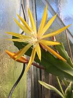 epiphyllum cactus fruhlings gold gewortelde stekken, Minder dan 100 cm, Bloeiende kamerplant, Halfschaduw, Ophalen of Verzenden