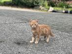 Kittens, poes  katten, Meerdere dieren