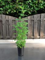 Aardpeer, topinambour, Jeruzalem-artisjok, Ophalen, Volle zon, Zomer, Groenteplanten