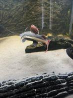 Roodstaart meerval RTC redtail catfish, Vis, Zoetwatervis