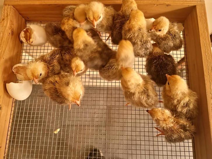 Java citroen porselein krielkippen, Dieren en Toebehoren, Pluimvee