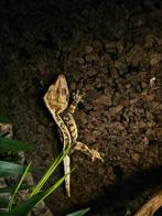 Correlophus ciliatus (Wimpergekko), Dieren en Toebehoren, Reptielen en Amfibieën