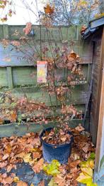 Japanse esdoorn ‘orange lace’ 1,60 hoog nu €100, Tuin en Terras, Planten | Bomen, Ophalen, Bloeit niet, Halfschaduw, Overige soorten