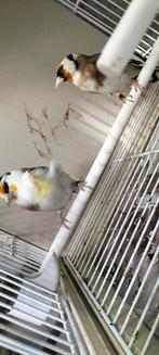Majoor Putter koppel, Dieren en Toebehoren, Vogels | Overige Vogels, Meerdere dieren, Wildzangvogel