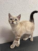 Britse korthaar lilac, Dieren en Toebehoren, Katten en Kittens | Raskatten | Korthaar, Kater