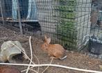 3 mooie Belgische haasjes, Dieren en Toebehoren, Konijnen, Meerdere dieren, Middelgroot, 0 tot 2 jaar