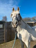 Prachtige ruin, Dieren en Toebehoren, Gechipt, Ruin, Niet van toepassing, 7 tot 10 jaar