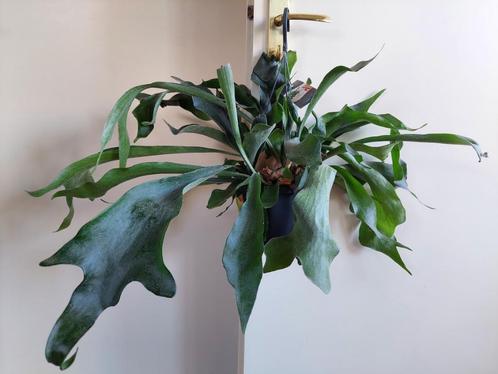 XXL Platycerium Bifercatum - Hertshoornvaren / Hangplant, Huis en Inrichting, Kamerplanten, Overige soorten, Minder dan 100 cm