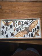Insecten en Vleermuis Collectie in Lijst, Ophalen of Verzenden