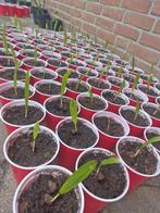 Winterharde Palmboom Zaailingen, Overige soorten, Volle zon, Vaste plant, Ophalen of Verzenden