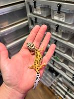 1.0 pet only luipaardgekko zie beschrijving, Dieren en Toebehoren, Reptielen en Amfibieën, Hagedis, 0 tot 2 jaar