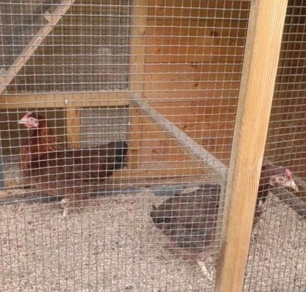 Fantastische Welsumer kriel hennen! Welsumers krielen eitjes, Dieren en Toebehoren, Pluimvee, Kip, Vrouwelijk