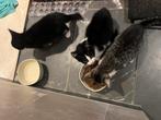 Superlieve boerderij Kittens, Dieren en Toebehoren, Katten en Kittens | Overige Katten, Meerdere dieren