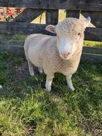 Poll dorset ram, Mannelijk, Schaap, 0 tot 2 jaar