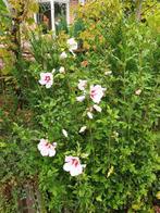Hibiscus op stam., Overige soorten, 100 tot 250 cm, Zomer, Ophalen