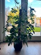 Grote plant Philodendron pedatum, Huis en Inrichting, Kamerplanten, Ophalen, Halfschaduw, Minder dan 100 cm