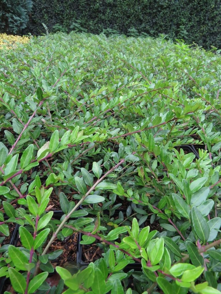 Lonicera pileata. Struikkamperfoelie. Bodembedekker en haag, Bodembedekkers, Vaste plant, Ophalen of Verzenden, Bloeit niet