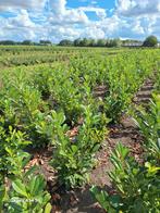 Laurier, prunus laurocerasus rotundifolia, Tuin en Terras, Planten | Struiken en Hagen, Ophalen of Verzenden, Laurier, 100 tot 250 cm