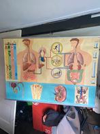 Stofwisseling, uitscheiding, waterhuishouding, Antiek en Kunst, Ophalen