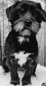 Kruising Patterdale terrier (herplaatser), Dieren en Toebehoren, Honden | Jack Russells en Terriërs, Overige rassen, CDV (hondenziekte)