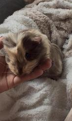 Cavia mannetje, Dieren en Toebehoren, Knaagdieren, Cavia, Juni, Mannelijk, Tam