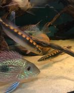 Crenicichla acutirostris koppel, Dieren en Toebehoren, Vissen | Aquariumvissen, Vis, Zoetwatervis