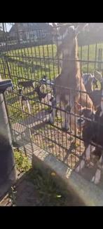 mooie geiten stelletjes, geitjes, bokjes bont  Maartensdijk, Meerdere dieren, Geit