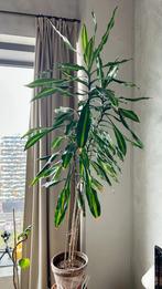 Draceana Kamerplant -  170cm hoog, Huis en Inrichting, Ophalen, Overige soorten, Halfschaduw, In pot
