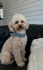 Toy poodle Dekreu, Dieren en Toebehoren, België, Particulier, Rabiës (hondsdolheid), Reu