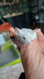 Texel muis mannelijk rustig en tam., Dieren en Toebehoren, Januari, Mannelijk, Tam