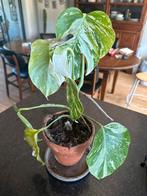Monstera variegata met luchtwortels en pot, Ophalen of Verzenden, Overige soorten, Minder dan 100 cm