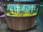 Juwel  450, Dieren en Toebehoren, Vissen | Aquaria en Toebehoren, Ophalen of Verzenden, Zo goed als nieuw, Gevuld zoetwateraquarium