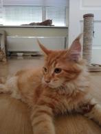 Maine coon kittens, Meerdere dieren, Gechipt, 0 tot 2 jaar