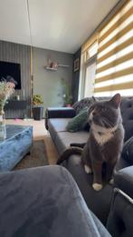 2 Britse korthaar koppel, Dieren en Toebehoren, Katten en Kittens | Overige Katten, Poes