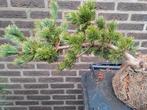 pinus parv.fukuzumi, Tuin en Terras, Planten | Tuinplanten, Ophalen, Zomer