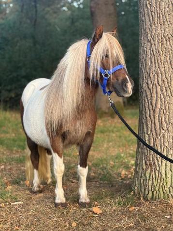 🩷Prachtige rood/bonte Kroonmerrie!!100cm🩷 beschikbaar voor biedingen