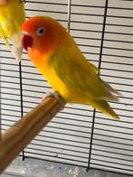 Prachtige Lieve Hand Tamme Jonge Agapornis Dwergpapegaai, Meerdere dieren, Dwergpapegaai of Agapornis, Tam