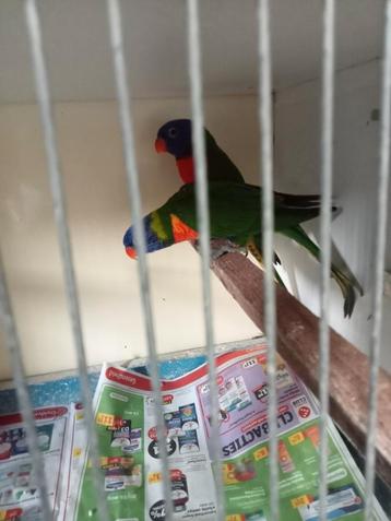 Koppel lorie van de blauwe Bergen  beschikbaar voor biedingen