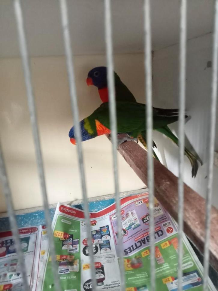 Koppel lorie van de blauwe Bergen, Dieren en Toebehoren, Vogels | Parkieten en Papegaaien, Parkiet, Meerdere dieren